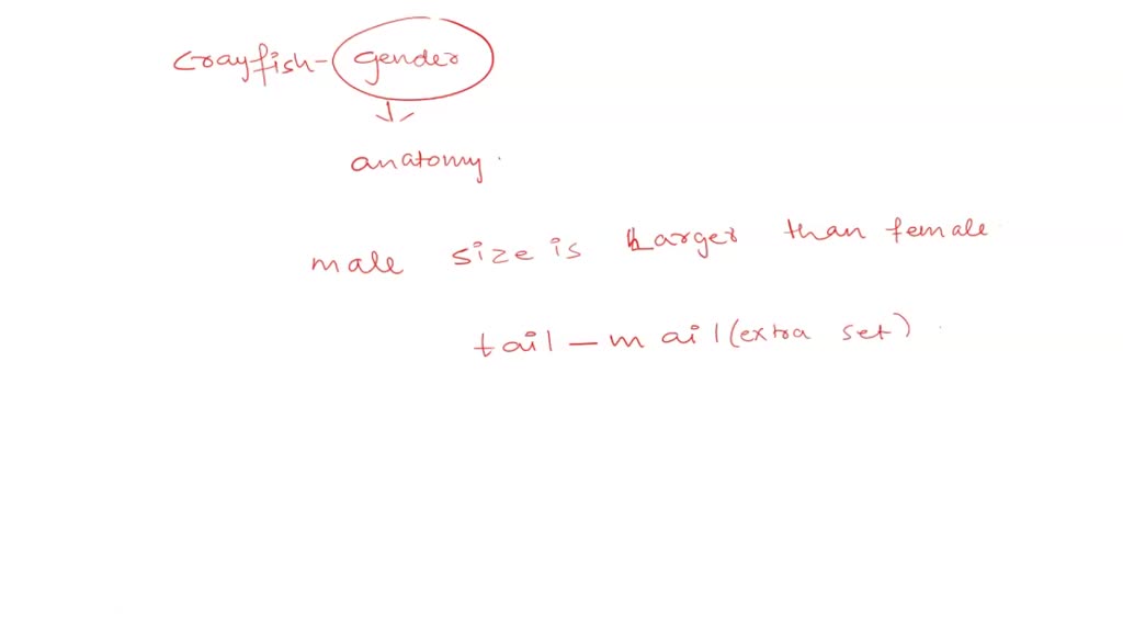 SOLVED 'Crayfish Dissection Worksheet What structures used for