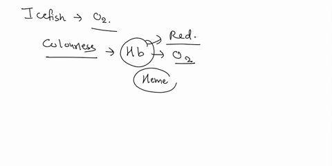 1how-do-icefish-transport-oxygen-in-their-blood-for-homeostatic-purposes-ain-platelets-bin-white-blood-cells-cin-red-blood-cells-don-hemoglobin-ein-plasma-2-which-is-the-basic-unit-in-a-skel-02094