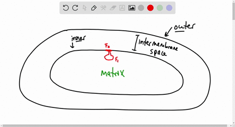 question-3-mandatory-1-point-which-of-the-following-occurs-during-atp-synthesis-by-atp-synthasecomplex-v-protons-are-transported-into-the-intermembrane-space-through-the-fo-domain-b-turning-82091