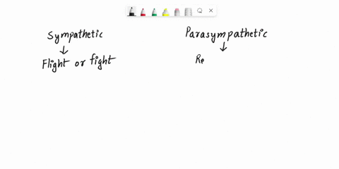 the-sympathetic-nervous-system-and-the-parasympathetic-nervous-system-inhibits-digestive-and-sexual-responses-increases-heart-rate-and-blood-pressure-0-bprepares-the-body-for-action-restores-49362