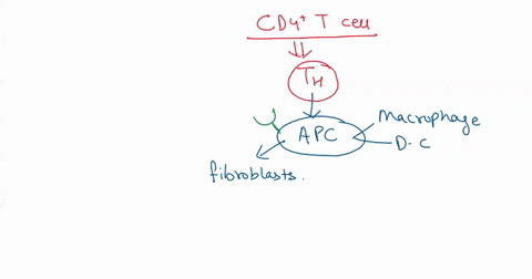 cd4-cells-recognize-both-mhc-class-and-class-ii-peptides-igm-mhc-class-peptides-mhc-class-ii-peptides-cds-markers-question-cds-tcclls-cxposed-to-mhc-class-pcplidcs-ae-dendritic-cells-both-cy-06053