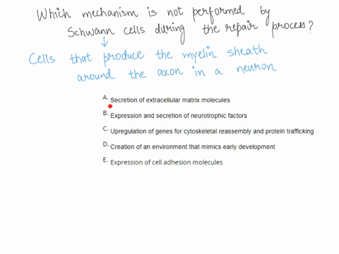 which-mechanism-is-not-performed-by-schwann-cells-during-the-repair-process-secretion-of-extracellular-matrix-molecules-b-expression-and-secretion-of-neurotrophic-factors-upregulation-of-gen-62505