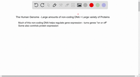 2-how-does-the-large-amount-of-non-coding-dna-in-the-human-genome-relate-to-the-large-numbers-of-different-proteins-present-in-cells-33215