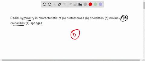 radial-symmetry-is-characteristic-of-a-protostomes-b-chordates-c-mollusks-d-cnidarians-e-sponges-32133
