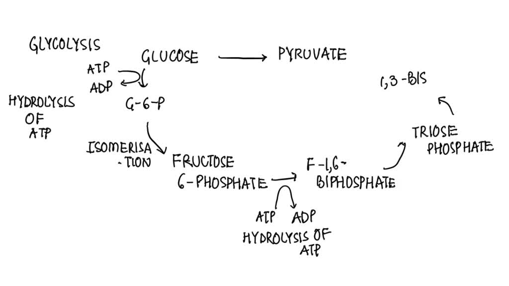 glucose to pyruvate