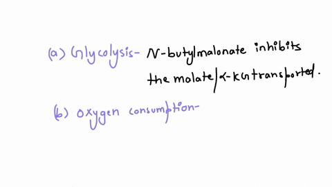 in-the-malate-aspartate-shuttle-the-malate-kg-transporter-is-inhibited-by-n-butylmalonate-suppose-nbutylmalonate-is-added-to-an-aerobic-suspension-of-kidney-cells-using-glycose-exclusively-a-54708