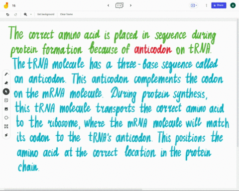 the-correct-amino-acid-is-placed-in-sequence-during-protein-formation-because-of-___-on-trna-11436