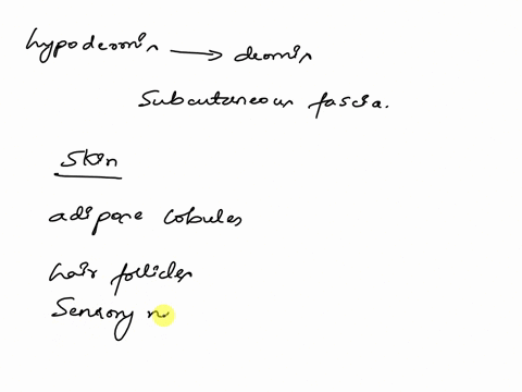 which-of-the-following-is-the-deepest-structure-cuticle-dermis-hypodermis-d-phalanx-29062
