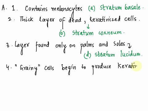 a-match-each-layer-of-the-epidermis-with-its-descriptionanswers-can-be-used-more-than-once-a-stratum-basale-d-stratum-lucidum-bstratum-corneum-e-stratum-spinosum-cstratum-granulosum-1-contai-77622