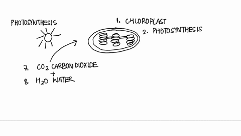 what-are-the-product-of-the-photosynthesis-carbon-dioxide-coz-cellular-respiration-chloroplast-energy-atp-glucose-cshnoe-oxvgen-0_-mitochondrion-photosynthesis-sunlight-water-ho-1-organelle-14769