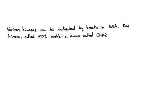 if-a-cell-suffers-damage-to-its-dna-while-in-s-phase-how-can-this-damage-be-repaired-before-the-cell-enters-mitosis-25914