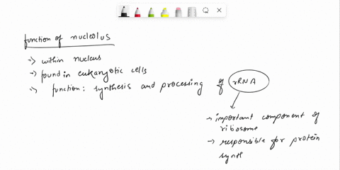 8-what-is-function-of-the-nucleolus-itis-the-site-for-expression-of-genes-coding-for-protein-tis-the-chromosome-scaffold-that-changes-it-structure-to-condense-the-chromosomes-during-cell-div-58703