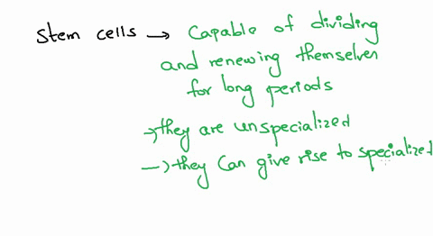which-specialized-cells-are-created-from-stem-cells-check-all-that-apply-red-and-white-blood-cells-muscle-cells-neurons-epithelial-cells-55285