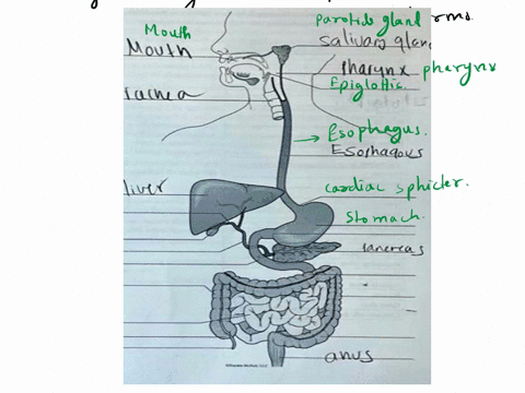 anatomy-of-the-digestive-system-exercise-6human-digestive-system-review-correctly-labelthe-following-structures-outh-2parotid-gland-3phory-4-epioloms-escphagus-lawa-6imchea-7-cardiac-sphinct-75566