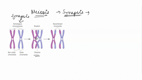 question-21-during-which-phase-of-meiosis-does-synapsis-occur-anaphase-prophase-telophase-metaphase-e-prophase-17192