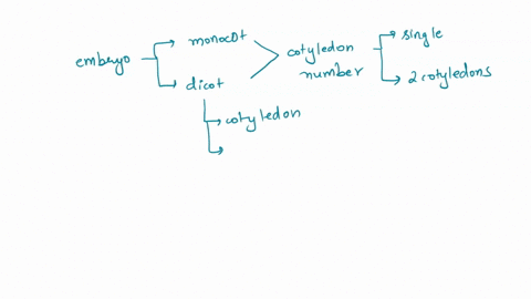 draw-and-label-fully-dicotyledon-sed-state-the-role-of-each-of-the-labelled-parts-of-your-seed-in-que-sa-what-is-the-significance-of-double-fertilization-in-angiosperm-sceds-6-marks-15-marks-08983