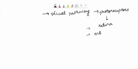 what-is-the-pathway-for-visual-information-from-the-retina-to-the-primary-visual-cortex-93492
