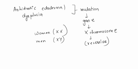 anhidrotic-ectodermal-dysplasia-is-an-x-linked-recessive-disorder-in-humans-characterized-by-small-teeth-no-sweat-glands-and-sparse-body-hair-this-trait-is-usually-seen-in-men-but-women-who-73859