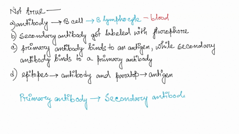 question-12-3-pts-which-of-the-followings-is-not-true-an-antibody-is-a-protein-molecule-produced-by-b-cells-to-fight-against-foreign-invaders-scientists-often-label-secondary-antibodies-with-34678