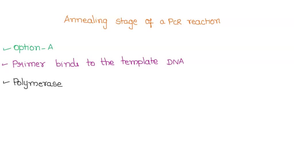 SOLVED What occurs during the annealing stage of a PCR reaction? The