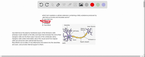 which-term-explains-a-cellular-extension-containing-a-fatty-substance-produced-by-glia-that-surrounds-and-insulates-axons-a-neurolemma-b-myelin-c-ganglion-d-neurofibril-95632