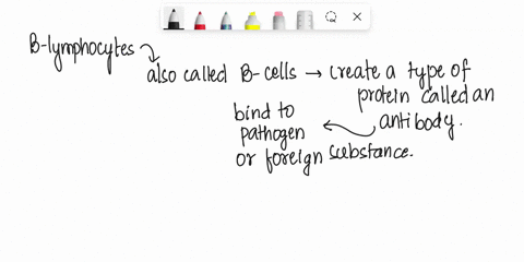 q1-what-is-the-major-function-of-b-cells-phagocytosis-antibody-production-memory-of-adaptive-immunity-both-band-q2-upon-activation-b-cells-differentiate-into-two-types-of-cells-these-two-cel-79414