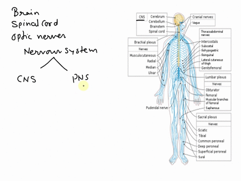which-division-of-the-nervous-system-consists-of-the-brain-spinal-cord-and-optic-nerves-42546