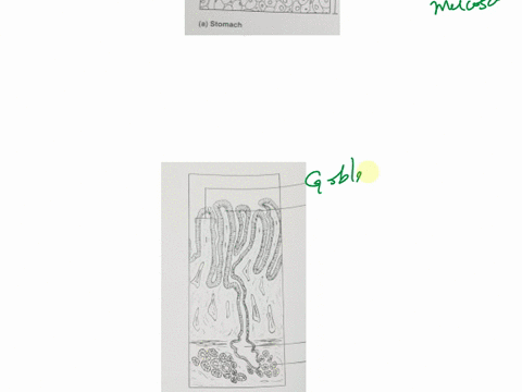 correctly-label-all-structures-provided-with-leader-lines-in-the-diagram-of-a-molar-below-note-some-of-the-terms-in-the-key-for-question-10-may-be-helpful-in-this-task-astomach-b-duodenum-ac-99067