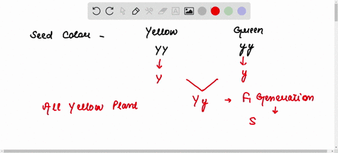 1-mendel-did-experiments-where-he-kept-track-of-seed-color-yellow-or-green-first-he-created-true-breeding-lines-parents-with-green-seeds-produced-offspring-with-green-seeds-and-parents-with-84434