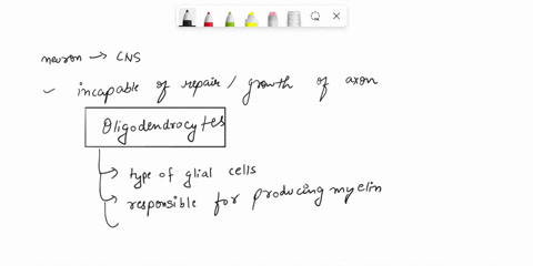 incorrect-question-6-01pts-a-neuron-in-the-cns-in-incapable-of-repairregrowth-of-its-axon-because-of-inhibitory-effects-from-oligodendrocytes-dendrites-schwann-cells-microglial-cells-31656