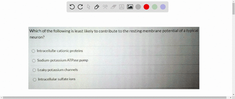 which-of-the-following-is-least-likely-to-contribute-to-the-resting-membrane-potential-of-a-typical-neuron-intracellular-cationic-proteins-sodium-potassium-atpase-pump-leaky-potassium-channe-33066