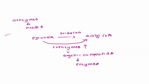 what-coenzymes-are-needed-for-the-oxidation-of-pyruvate-to-acetyl-coa-4-68072