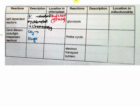 1in-point-form-describe-the-main-steps-in-photosynthesis-and-cellular-respiration-in-the-presence-of-oxygen-be-sure-to-include-the-following-termsnadh-fadh-nadphchemiosmosiscarbon-fixationel-61904