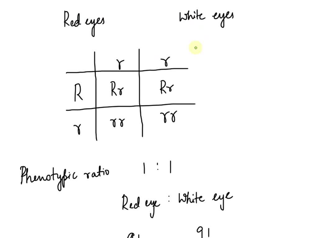 SOLVED: In fruit flies, the allele for white eyes is recessive to the ...