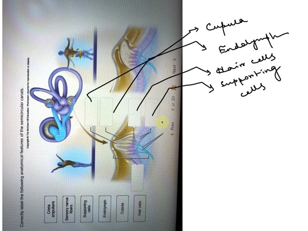 SOLVED Correctly label the following anatomical features of the