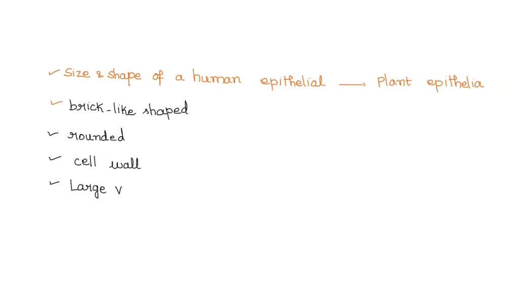 SOLVED How do the size and shape of a human epithelial (cheek) cell
