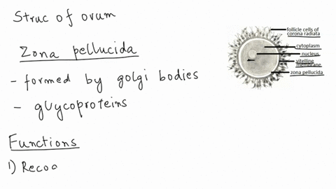 what-is-the-importance-of-the-zona-pellucida-25363