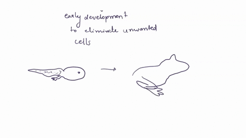question-part-1-6-pts-apoptosis-is-an-important-cellular-process-where-cells-within-an-organism-undergo-controlled-cell-death_-what-is-one-example-of-how-controlled-cell-death-is-used-by-org-80816