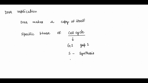 during-which-phase-does-dna-make-a-copy-of-itself-01806