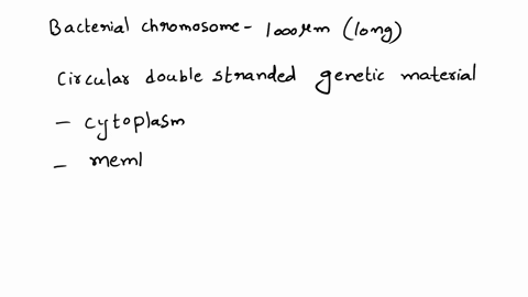 a-bacterial-chromosome-contains-up-to-500-genes-up-to-3500-genes-more-than-100000-genes-more-than-10-million-genes-more-than-1-million-genes-68706