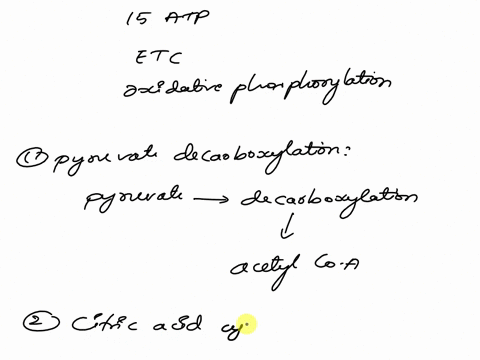 how-many-atp-molecules-are-produced-once-one-pyruvate-molecule-enters-the-mitochondria-and-undergoes-aerobic-respiration-assume-that-all-electron-carriers-nadh-and-fadh2-are-oxidized-in-the-79193