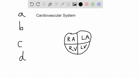 blood-returning-to-the-mammalian-heart-in-a-pulmonary-vein-drains-first-into-the-a-left-atrium-b-r-2-84092