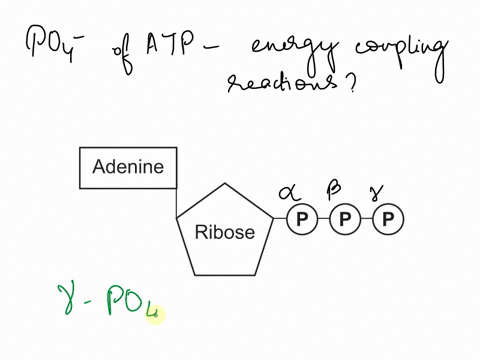 1-what-phosphate-groups-in-atp-are-used-in-energy-coupling-reactions-and-what-phosphate-group-is-not-used-2-why-is-the-unused-group-not-an-appropriate-substrate-for-energy-metabolism-31406