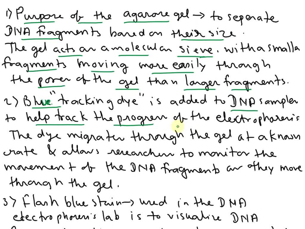 What Is A Dna Ladder