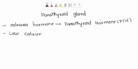 the-parathyroid-gland-detects-a-high-levels-of-calcium-in-the-blood-b-low-calcium-levels-in-the-body-c-both-high-and-low-levels-of-glucose-in-the-blood-94554