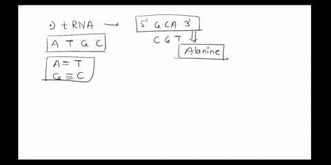 an-anticodon-on-irna-has-the-sequence-5gca-what-amino-acid-carried-by-this-trna-if-there-is-wobble-base-pairing-will-it-changc-what-amino-acid-will-be-brought-in-what-would-be-the-elfect-ift-60596