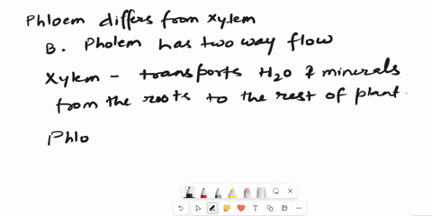 how-does-phloem-differ-from-xylemoa-phloem-is-made-of-cellsob-phloem-has-a-two-way-flowoc-phloem-is-found-in-the-rootsod-phloem-transports-chloroplasts-99726
