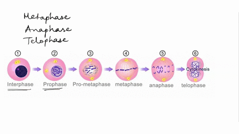 describe-the-events-that-are-occurring-during-each-stage-of-mitosis-and-draw-a-sketch-showing-what-is-happening-to-the-cell-and-its-chromosomes-during-each-phase-prophase-prometaphase-metaph-36933