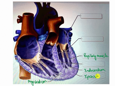 correctly-label-the-following-internal-anatomy-of-the-heart-endocardium-papillary-muscle-myocardium-epicardium-left-atrium-pulmonary-trunk-left-ventricle-left-pulmonary-artery-left-pulmonary-66102