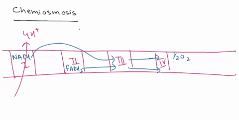 155-question-12-tontet-4ne-rfrort-souice-of-enerzy-that-i5-used-to-what-is-the-most-direct-chemiosmosis-phosphate-atp-imspdn-flow-through-the-electron-leased-electrons-energv-uphosphon-ation-01552